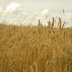 photo  champ de blé
