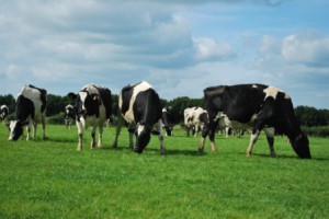 photo vaches